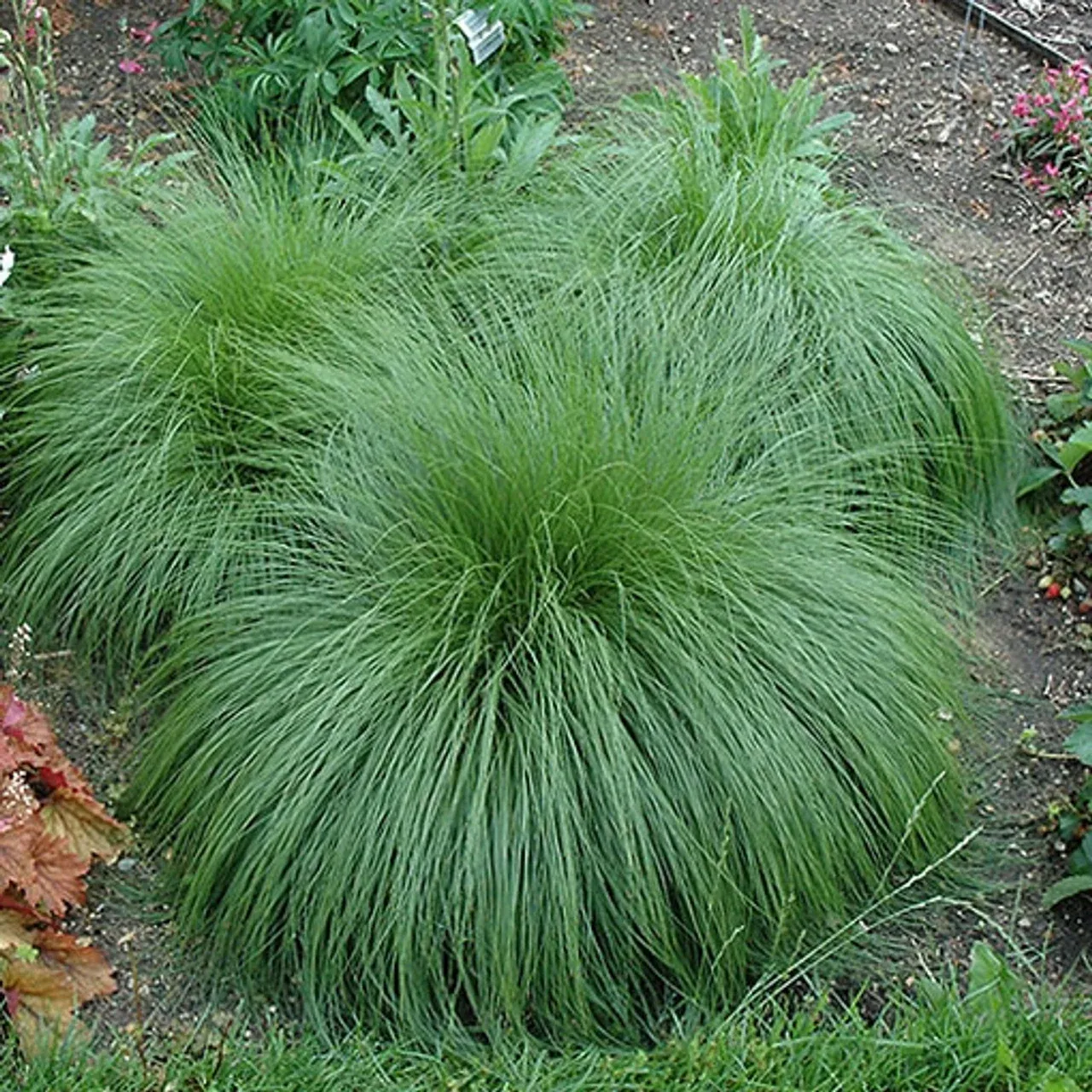 SPOROBOLUS, PRAIRIE DROPSEED, GOLD NEEDLES, #1