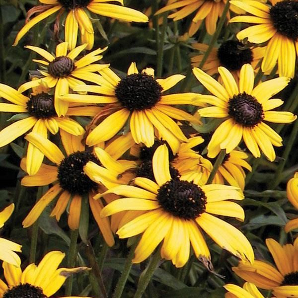 RUDBECKIA, VIETTES LITTLE, #1