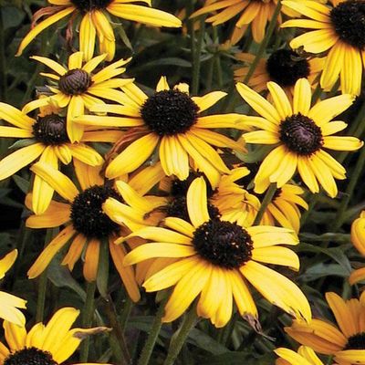 RUDBECKIA, VIETTES LITTLE, #1