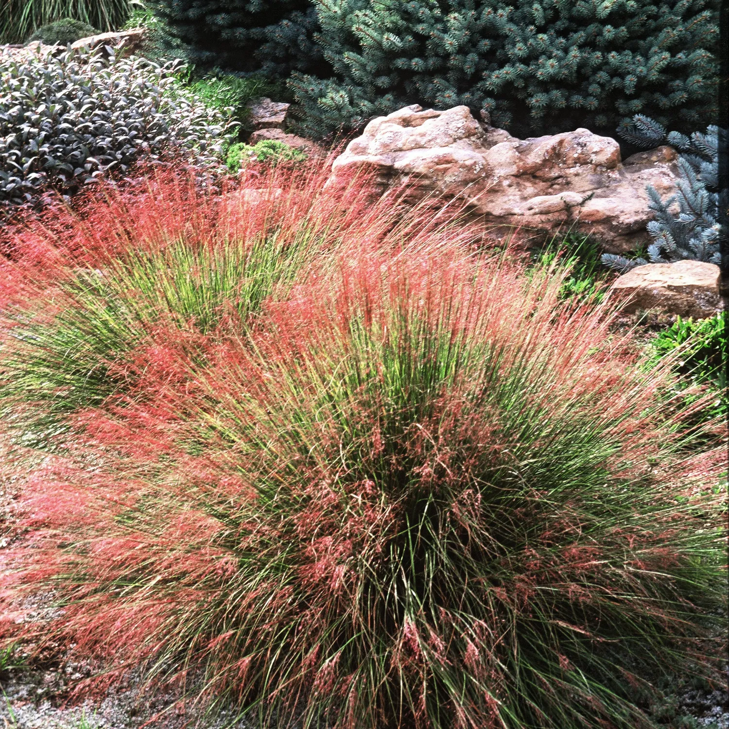 MUHLY GRASS, UNDAUNTED, #1