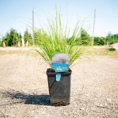 MUHLY GRASS, UNDAUNTED, #1