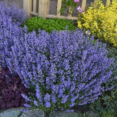 CATMINT, PURRSIAN BLUE, #1