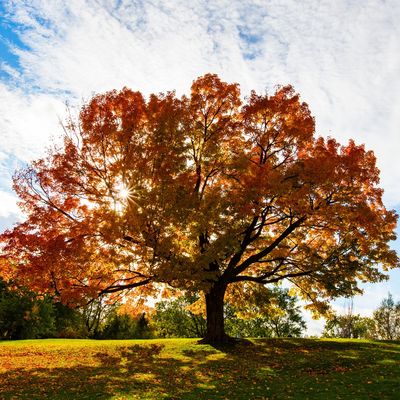 OAK, RED, 1.75", BB