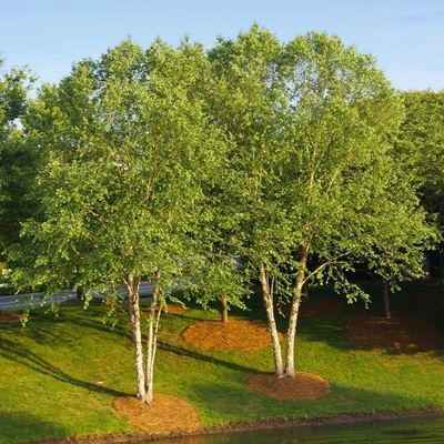 RIVER BIRCH, 3", TF