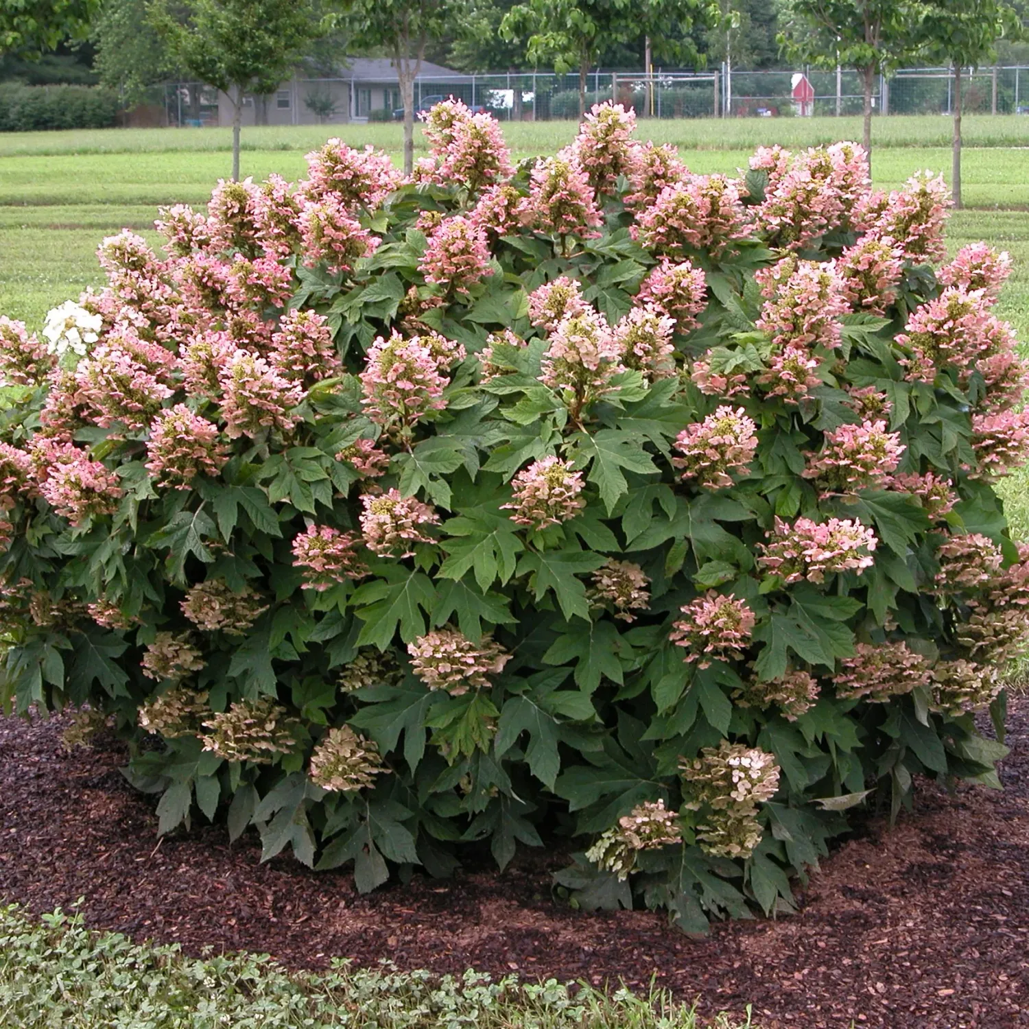 HYDRANGEA, OAKLEAF, MUNCHKIN, #3