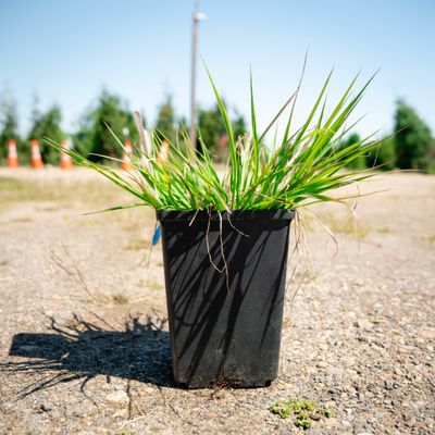 FOUNTAIN GRASS, FUZZY WUZZY, #1