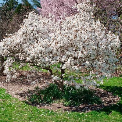 ROYAL STAR, MAGNOLIA, 5-6'
