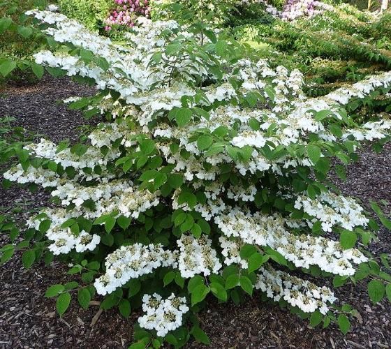 SHASTA, VIBURNUM, #5