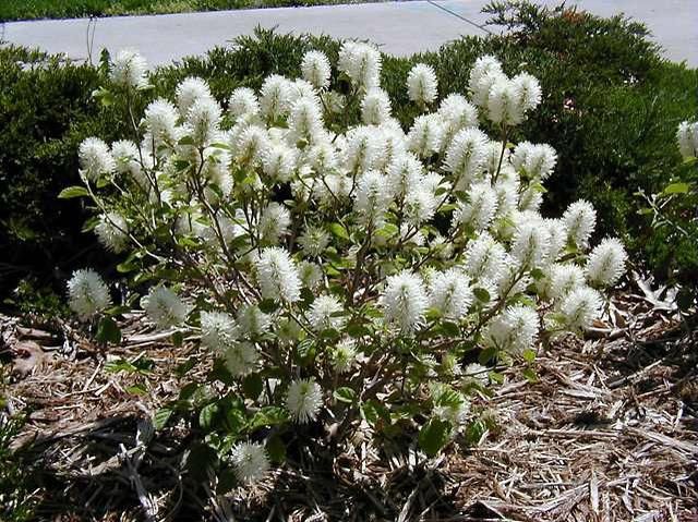 FOTHERGILLA, GARDENII, 5