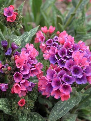LUNGWORT, RASP SPLASH, #1