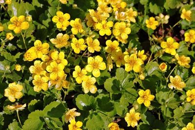 BARREN STRAWBERRY, #1