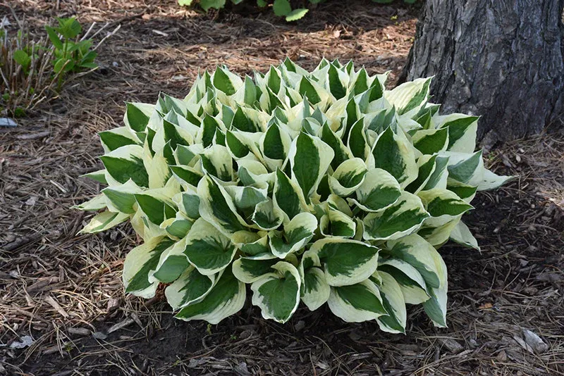 HOSTA, PATRIOT, #1