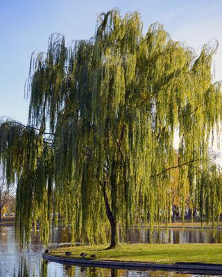 WEEPING WILLOW,  #15
