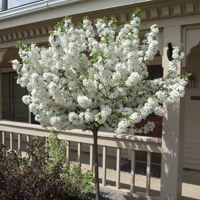 CRABAPPLE, LOLLIPOP, 2"