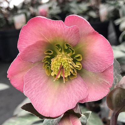 HELLEBORE, DOROTHYS DAWN, #1