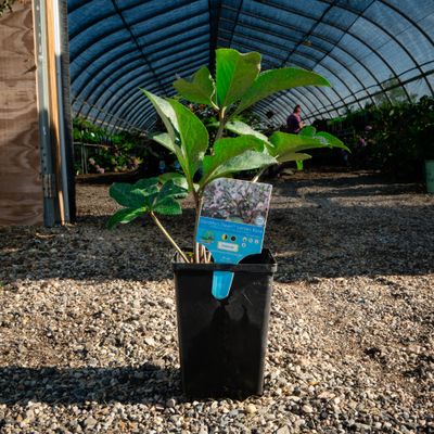 HELLEBORE, DOROTHYS DAWN, #1