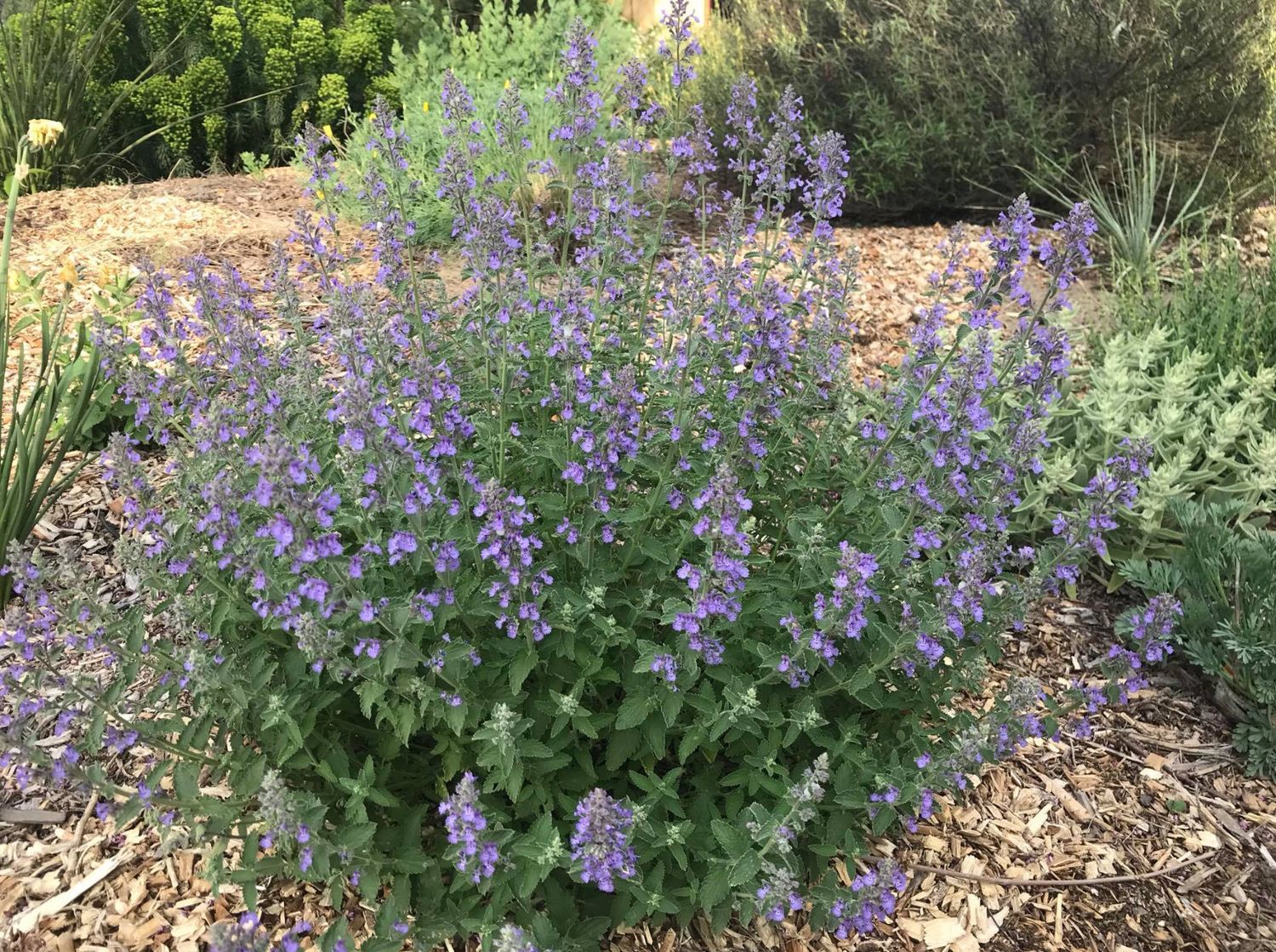 CATMINT, JUNIOR WALKER, #1