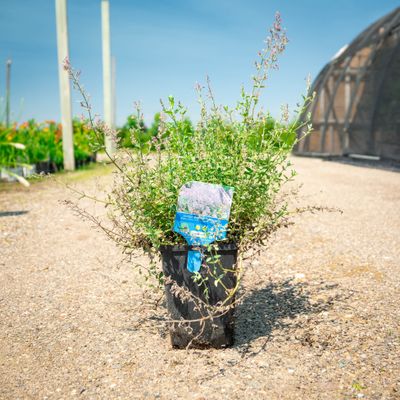 CATMINT, JUNIOR WALKER, #1