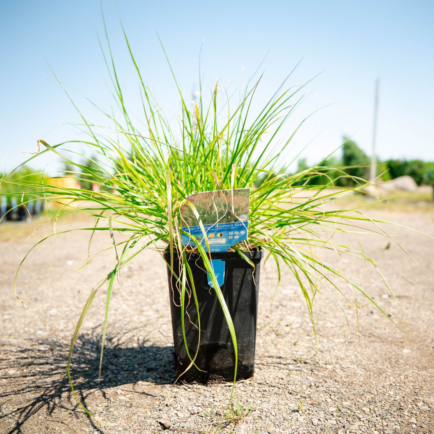 FOUNTAIN GRASS,  HUSH PUPPY, #1
