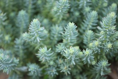 SEDUM, BLUE MOON, #1