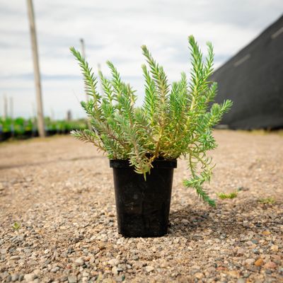 SEDUM, BLUE MOON, #1
