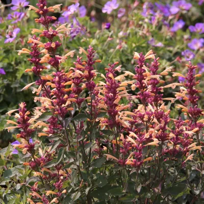 AGASTACHE, PEACHY KEEN, #1