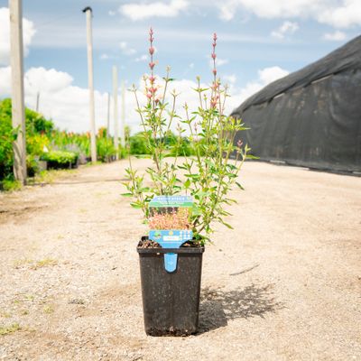 AGASTACHE, PEACHY KEEN, #1