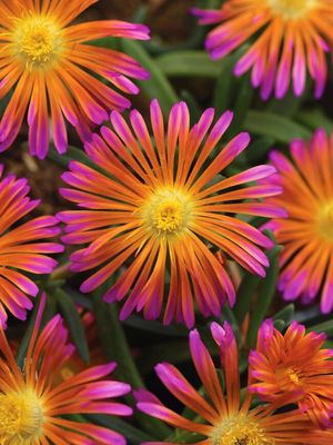 DELOSPERMA, ORANGE GLOW, 3.25