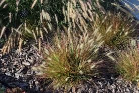 FOUNTAIN GRASS, BURG. BUN., #3