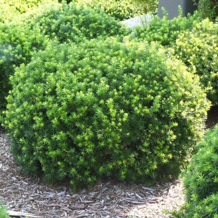 YEW, DENSIFORMIS, #5