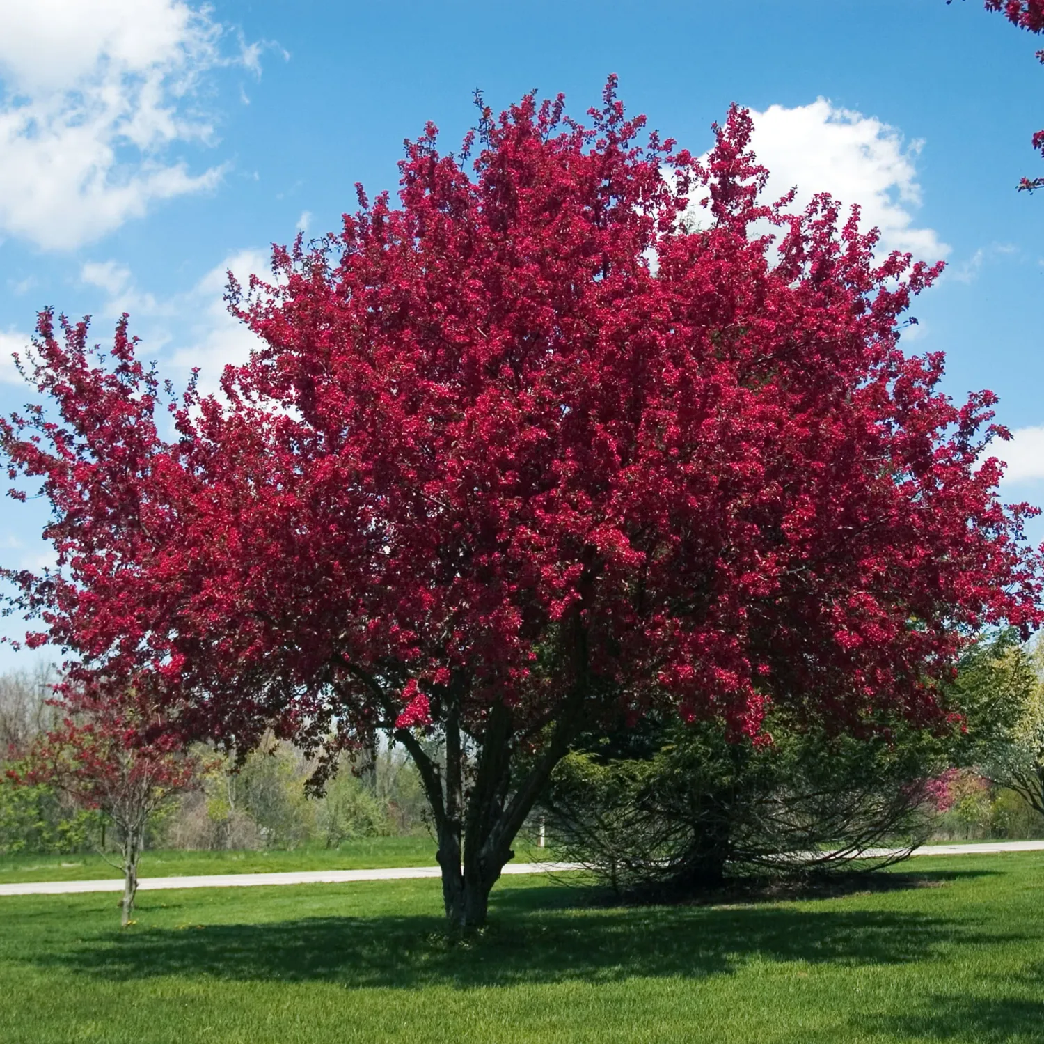 CRABAPPLE, PRAIRIEFIRE, 2"