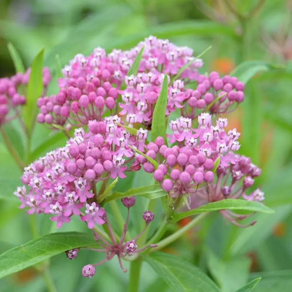 MILKWEED, AESCLEPIAS, INCARNATA, #1