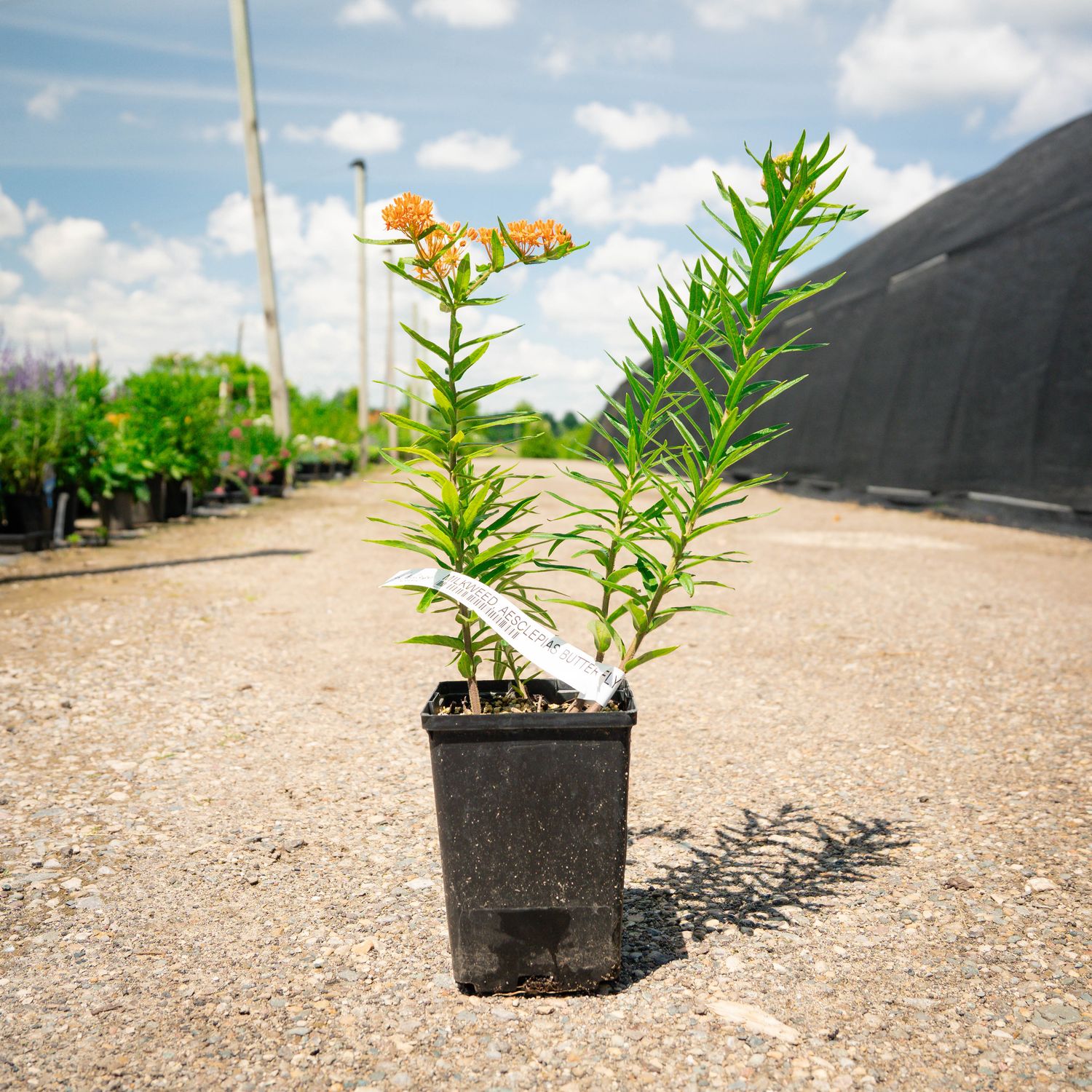 BUTTERFLY MILKWEED,  #1