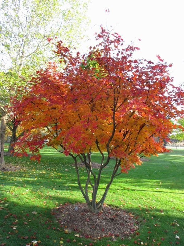 SERVICEBERRY, AUTUM. BRIL., 6-7CL