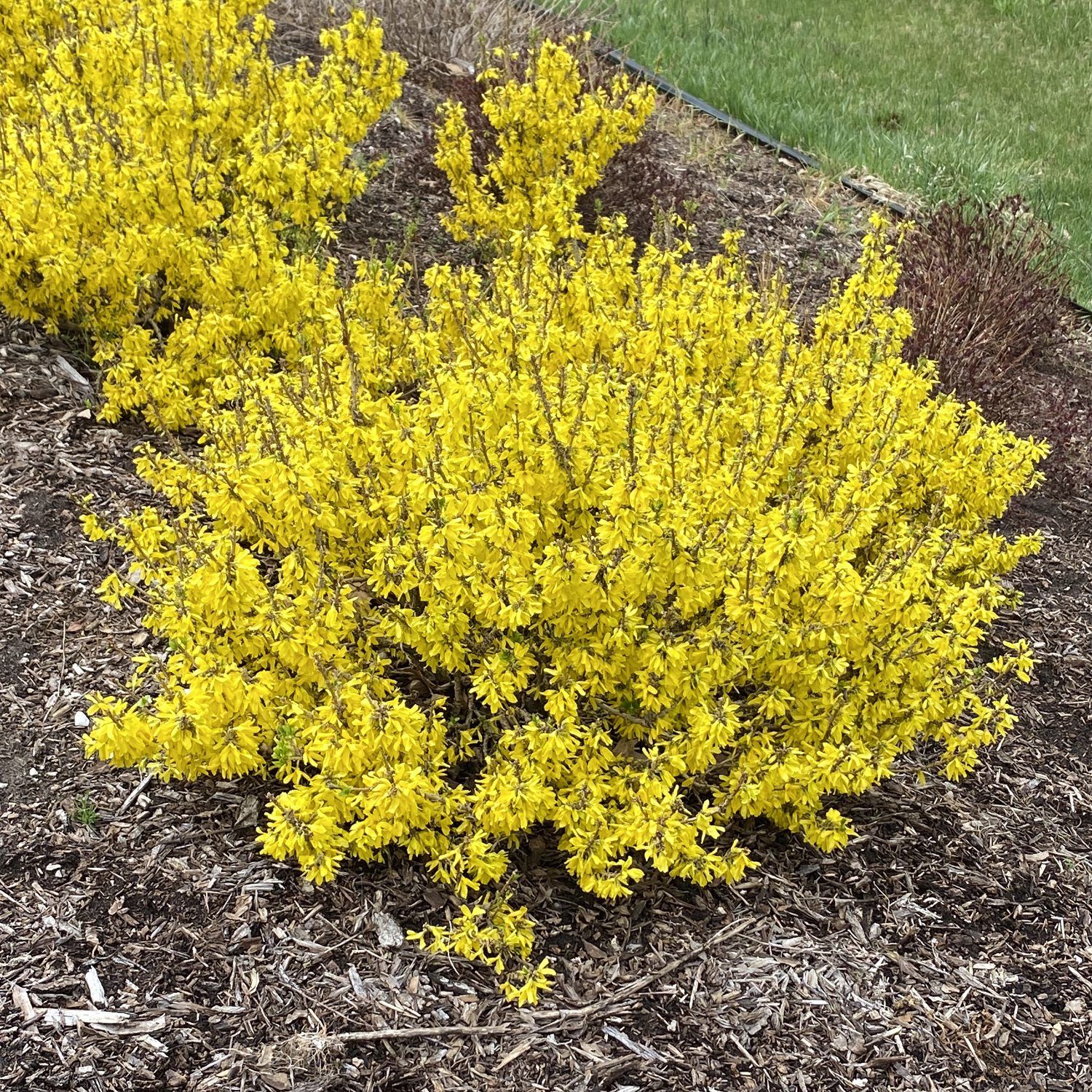FORSYTHIA, SHOW OFF SUGAR BABY, #5