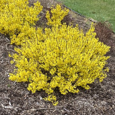 FORSYTHIA, SHOW OFF SUGAR BABY, #5