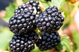 BLACKBERRY, TASTE OF HVN., #3