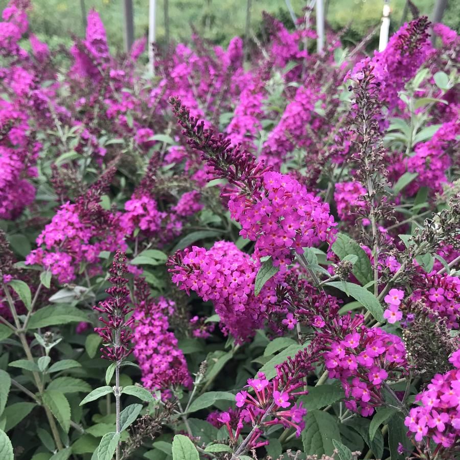 BUTTERFLY BUSH, MISS RUBY, #3