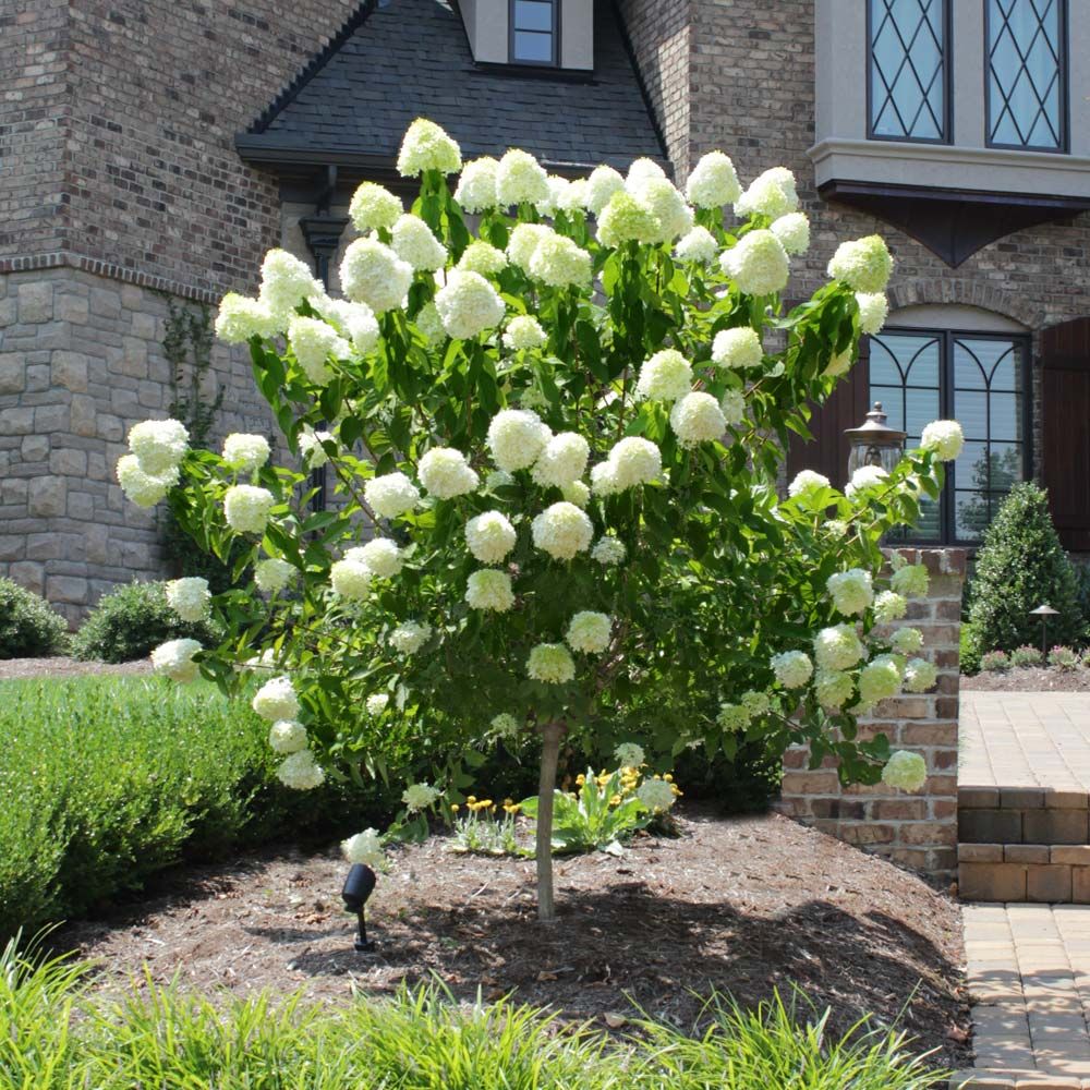 HYDRANGEA, LIMELIGHT, TREE FORM, #10
