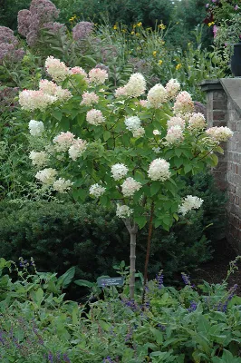 HYDRANGEA, LIMELIGHT, TREE FORM, #10