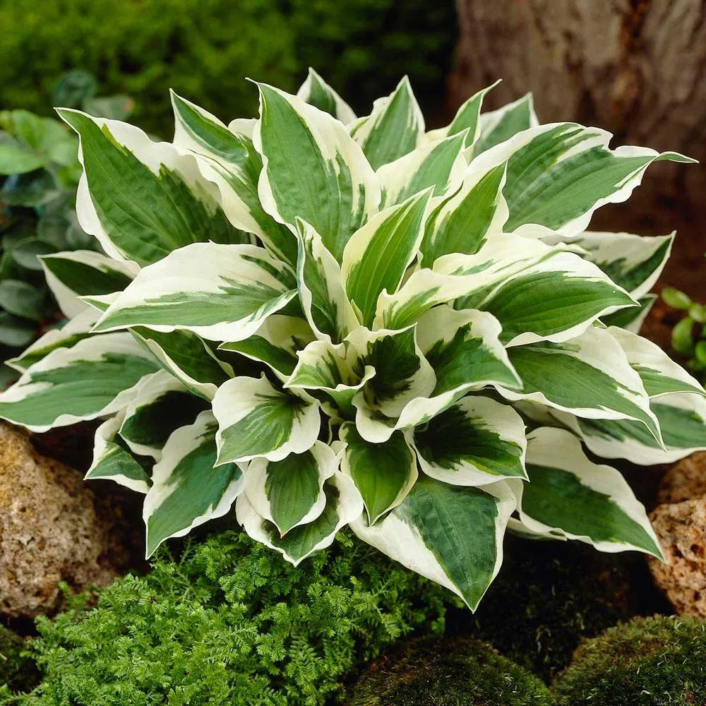 HOSTA, PATRIOT, #3