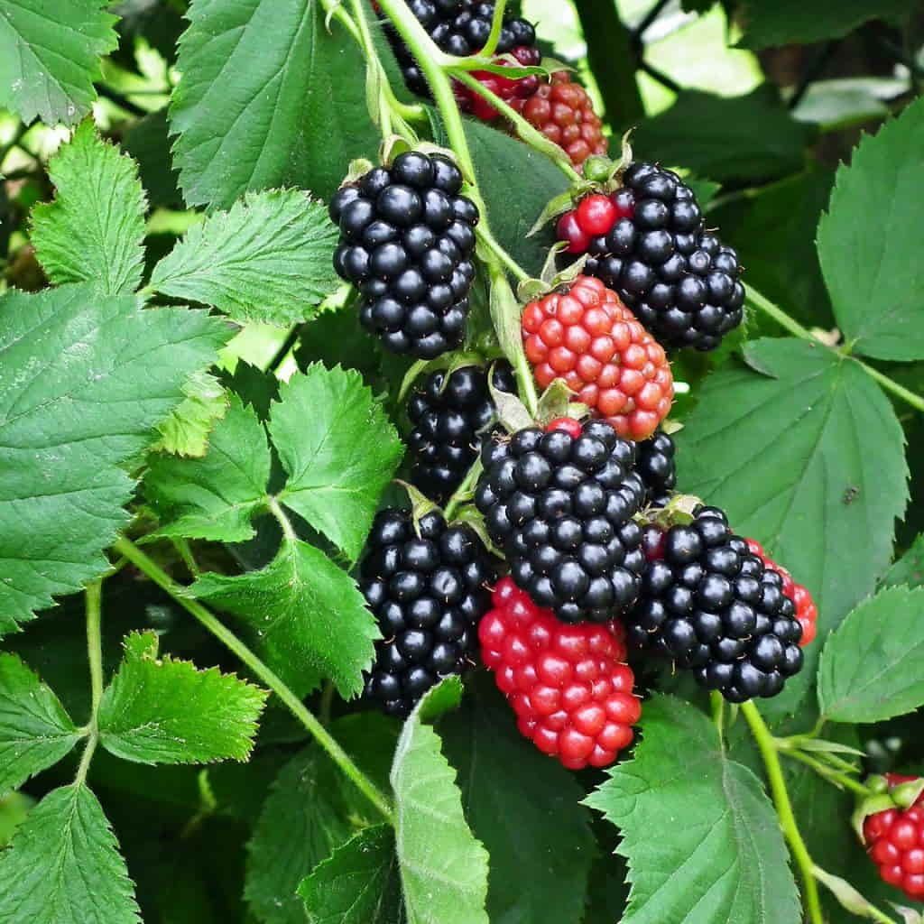 BLACKBERRY, THORNLESS, NAVAHO, #3