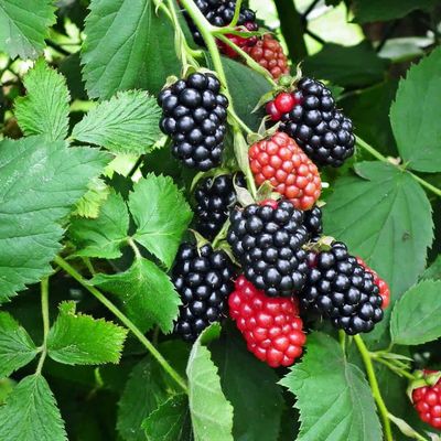BLACKBERRY, THORNLESS, NAVAHO, #3