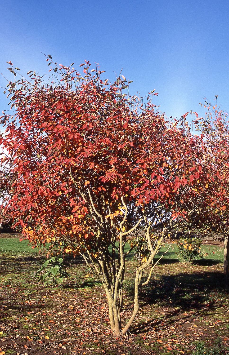 SERVICEBERRY, AUTM. BRIL., 8-9CL