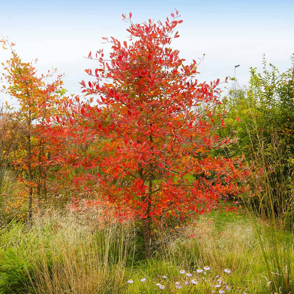 SERVICEBERRY, AUTM. BRIL., 8-9CL