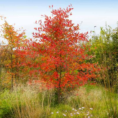 SERVICEBERRY, AUTM. BRIL., 8-9CL