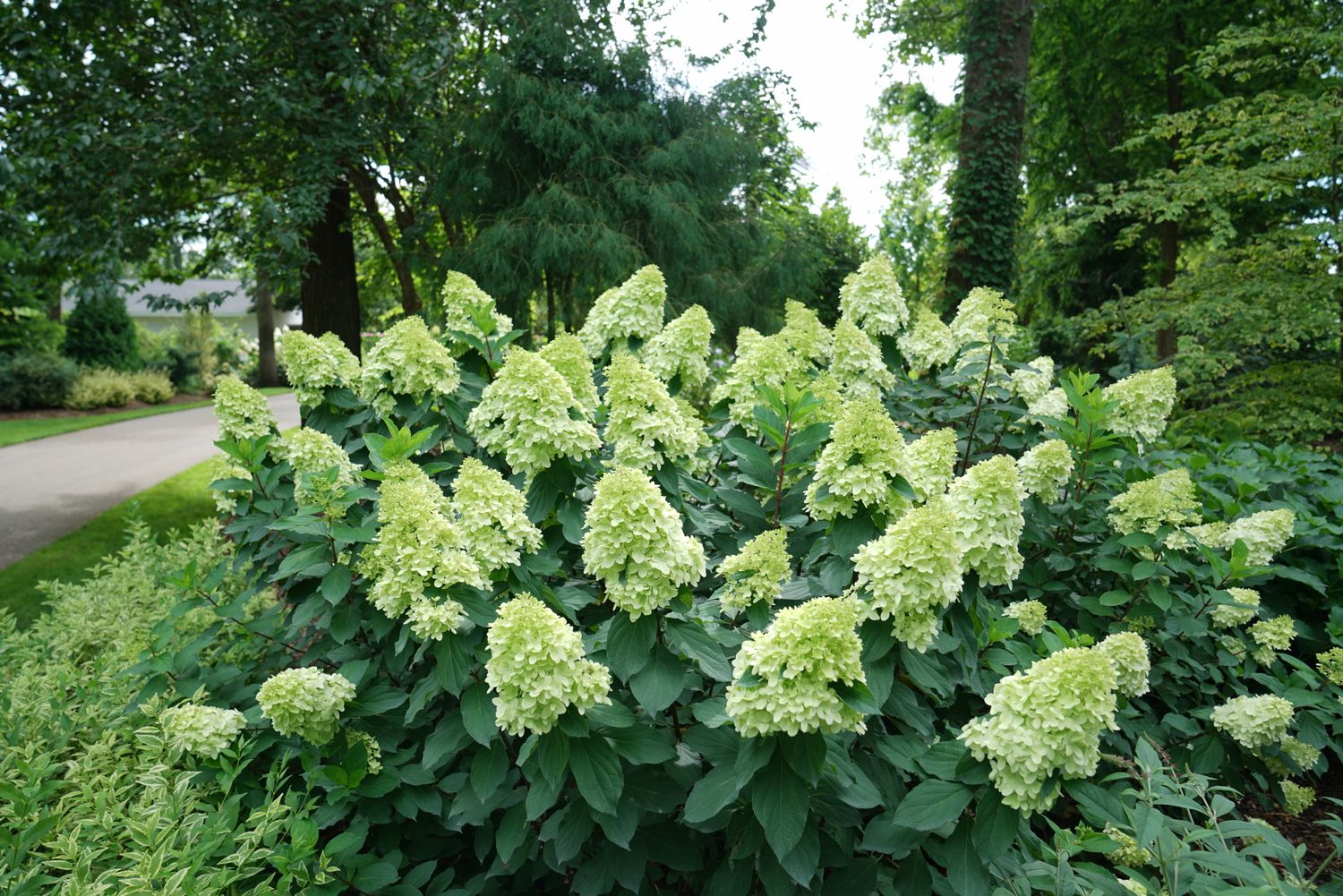 HYDRANGEA, LIMELIGHT, #7
