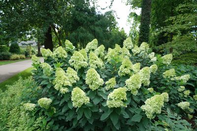 HYDRANGEA, LIMELIGHT, #7