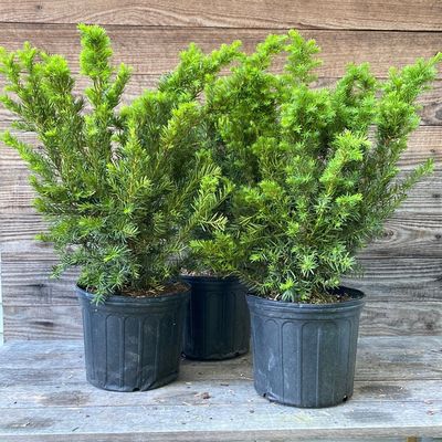 TAXUS X MEDIA DENSIFORMIS, 24BB