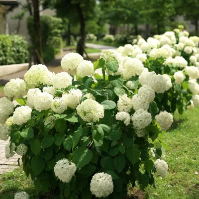 HYDRANGEA,  ANNABELLE, #5